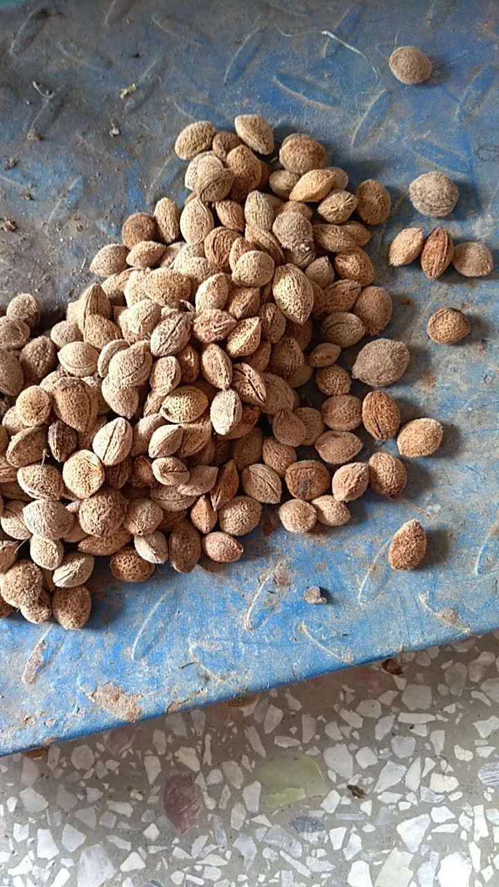 阳朔县青梅种子酸梅种子