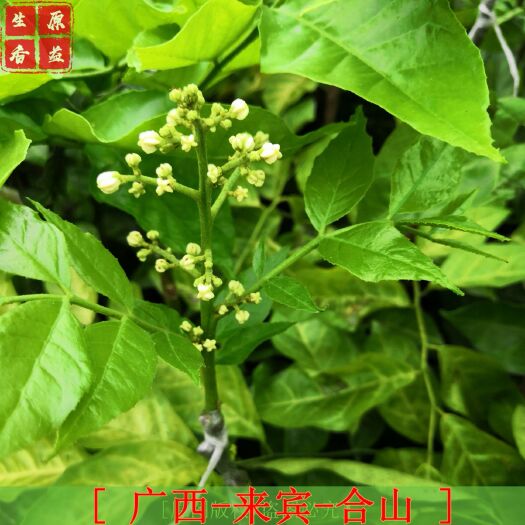 合山市无核黄皮果苗 黄皮苗 无籽黄皮嫁接苗 基地直供