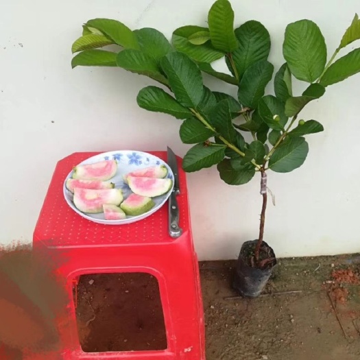 灵山县番石榴苗   红宝石无子番石榴苗西瓜芭乐番石榴苗南北方种植当年四季结