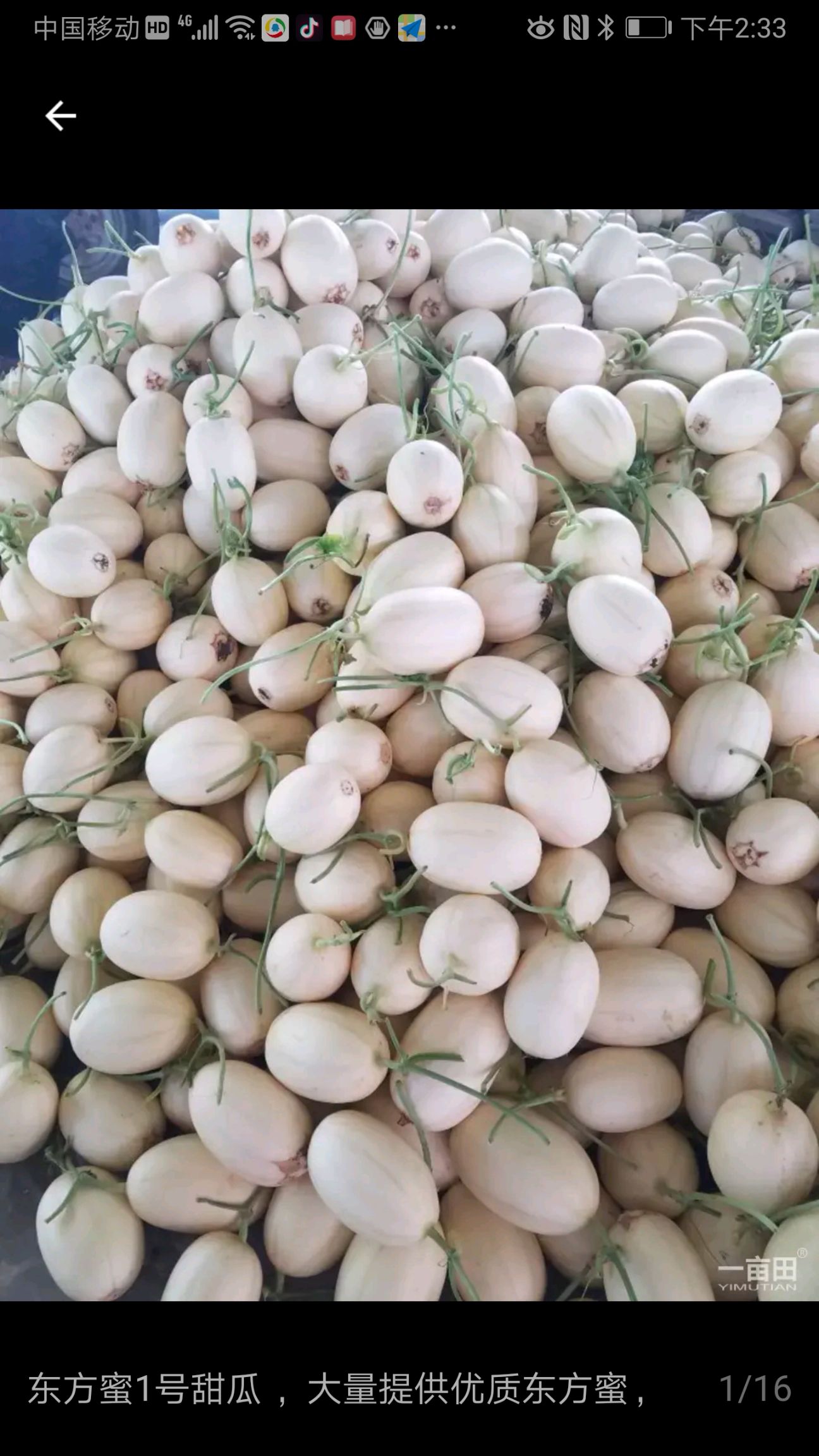  景甜一号甜瓜大量上市