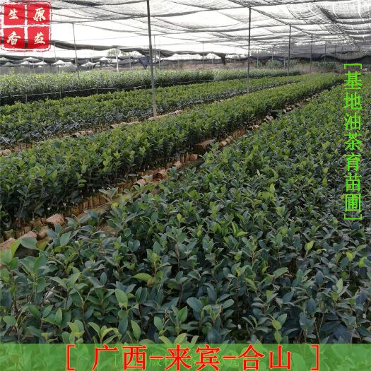 合山市 油茶苗 油茶嫁接苗 基地直供