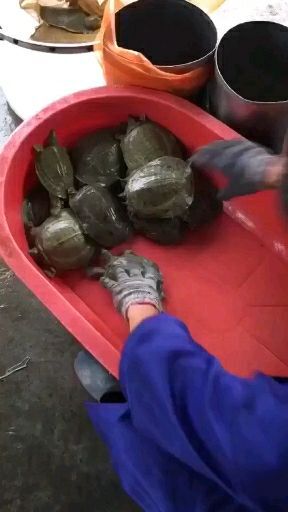 杭州甲鱼苗5-6两10元一只