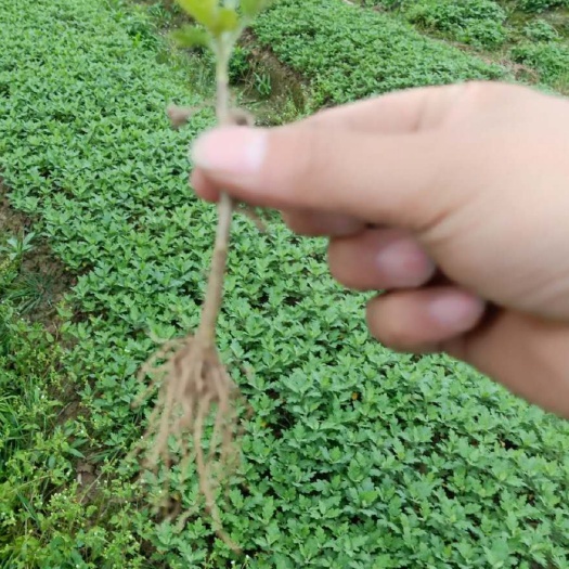 黄山金丝皇菊苗 金丝皇菊扦插苗