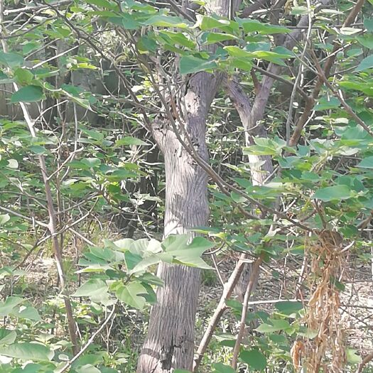 鹤壁构树苗 构树，我们这边有大量一年二年五年树龄的构树，价格三元到伍佰元