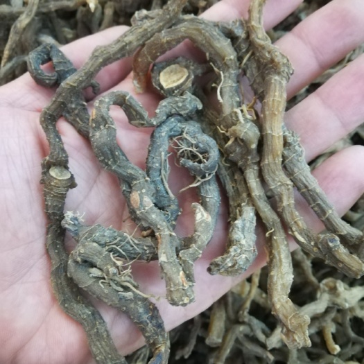 开平市玉竹条  无硫小玉竹条