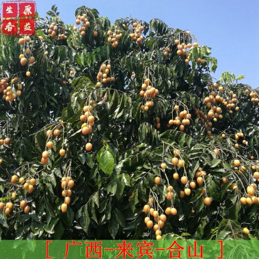 合山市无核黄皮果苗 黄皮苗 无籽黄皮嫁接苗 个大超甜 基地直供