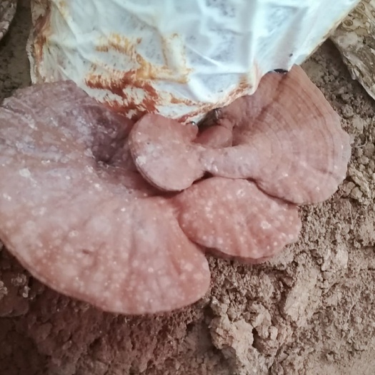 龙门县 自种灵芝