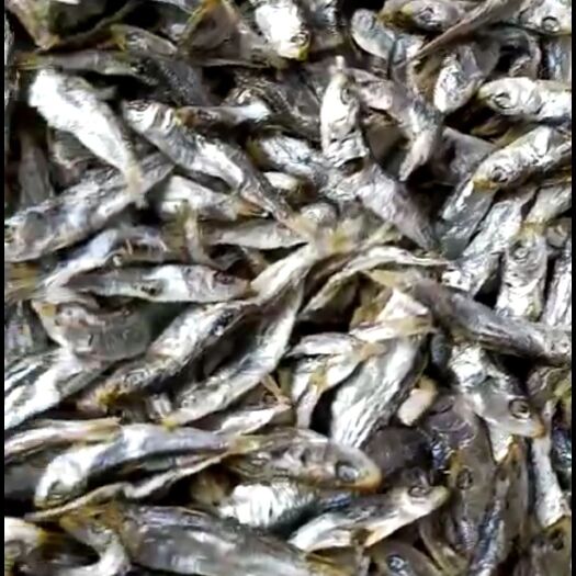 青鱼干 鱼干
