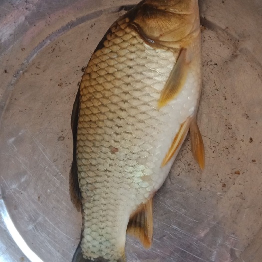 重庆市 黄金鲫，湘云鲫的成品及苗种