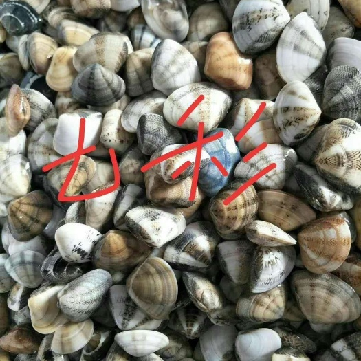北海 七彩贝