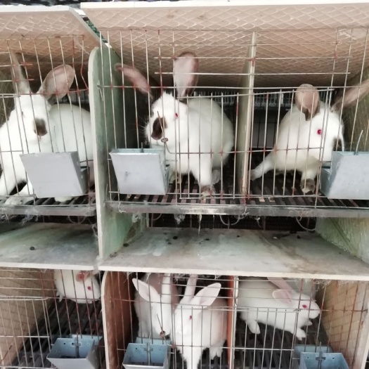霞浦县肉兔  美味兔肉 营养价值高
