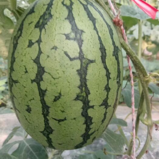 砀山县 8424西瓜，早春红玉西瓜，甜王西瓜