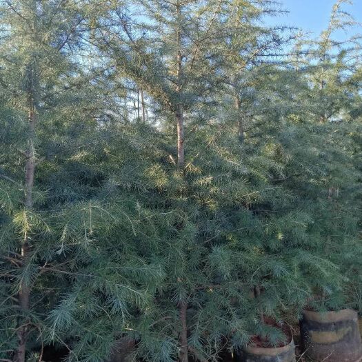 宜良县地径三四分雪松有售货源充足，叶水好，树形优美！