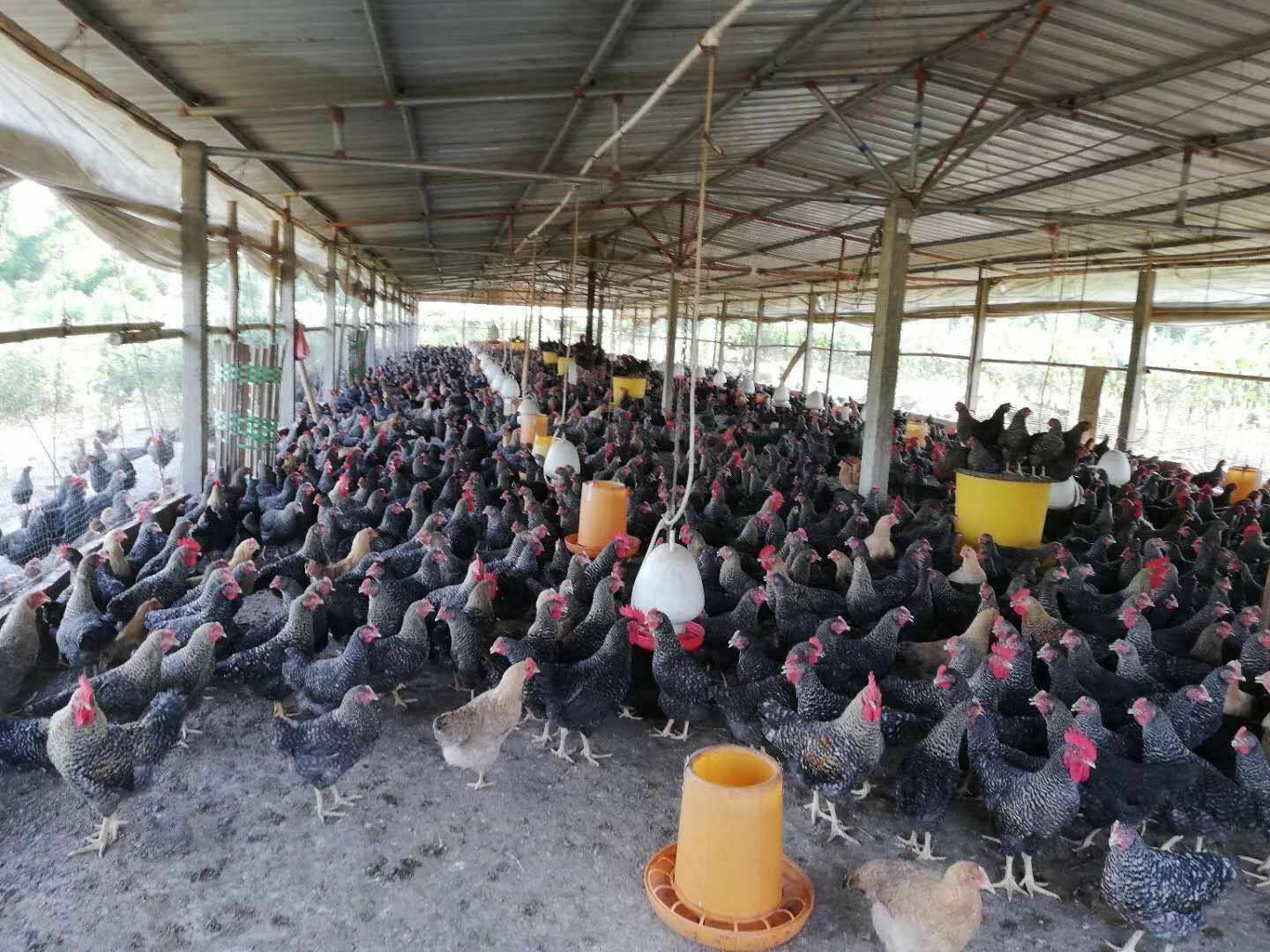 芦花鸡苗 芦花鸡公苗，运输包。活，包打疫苗