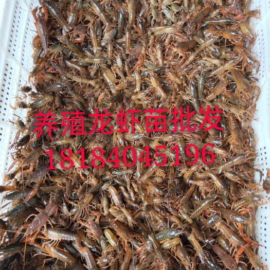 重庆市小龙虾苗