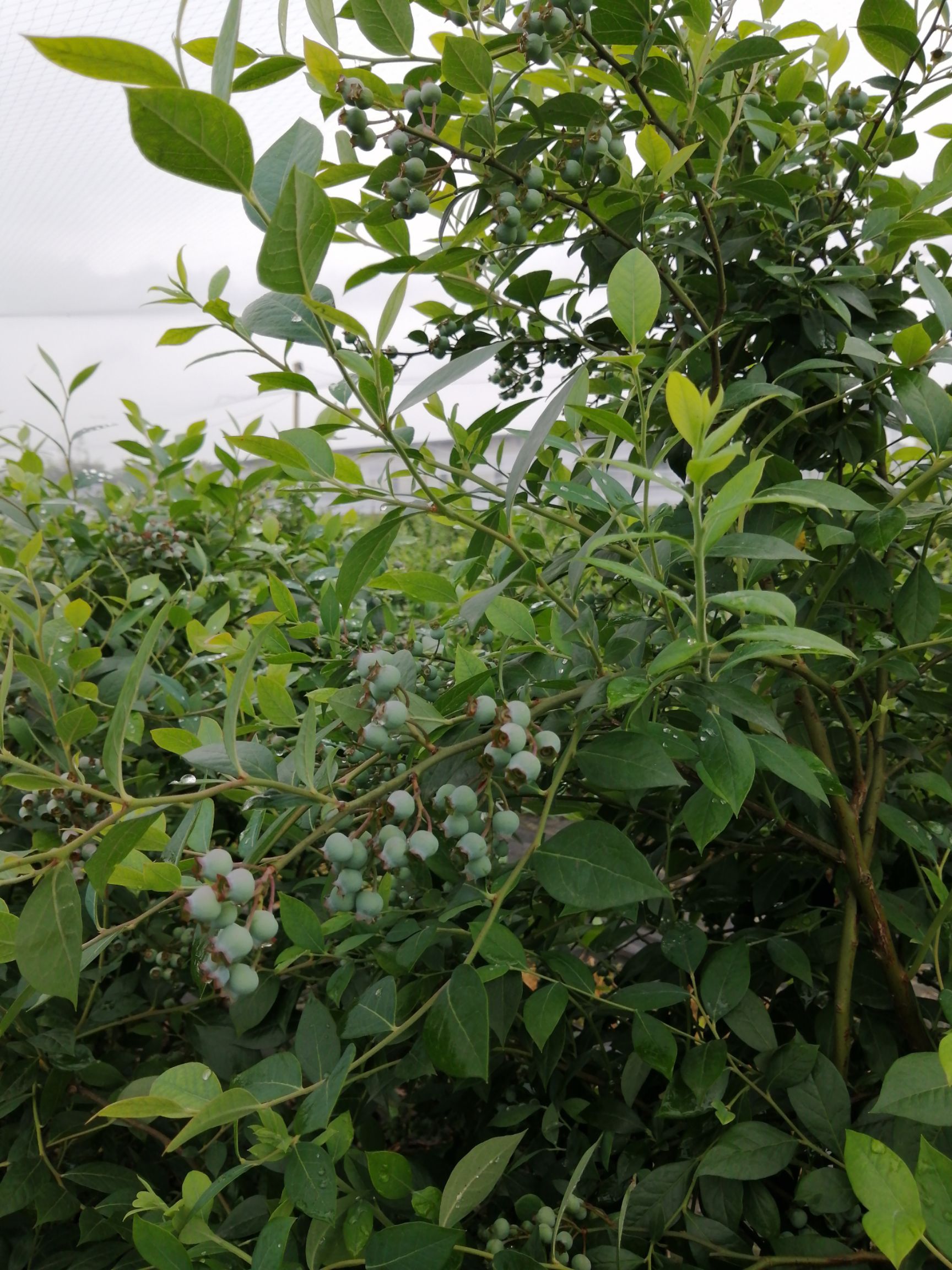 蓝金蓝莓 10 - 12mm以上 鲜果