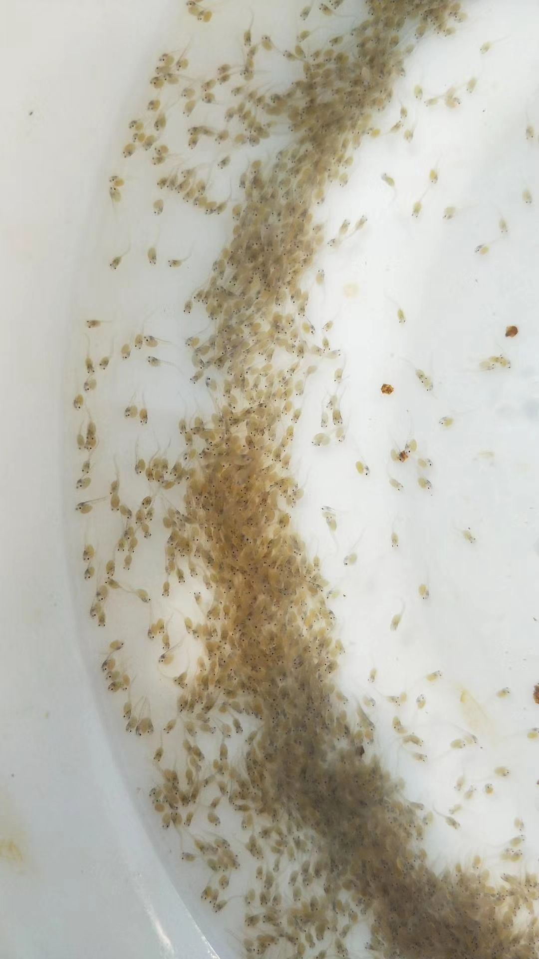 泥鳅卵孵化过程图片