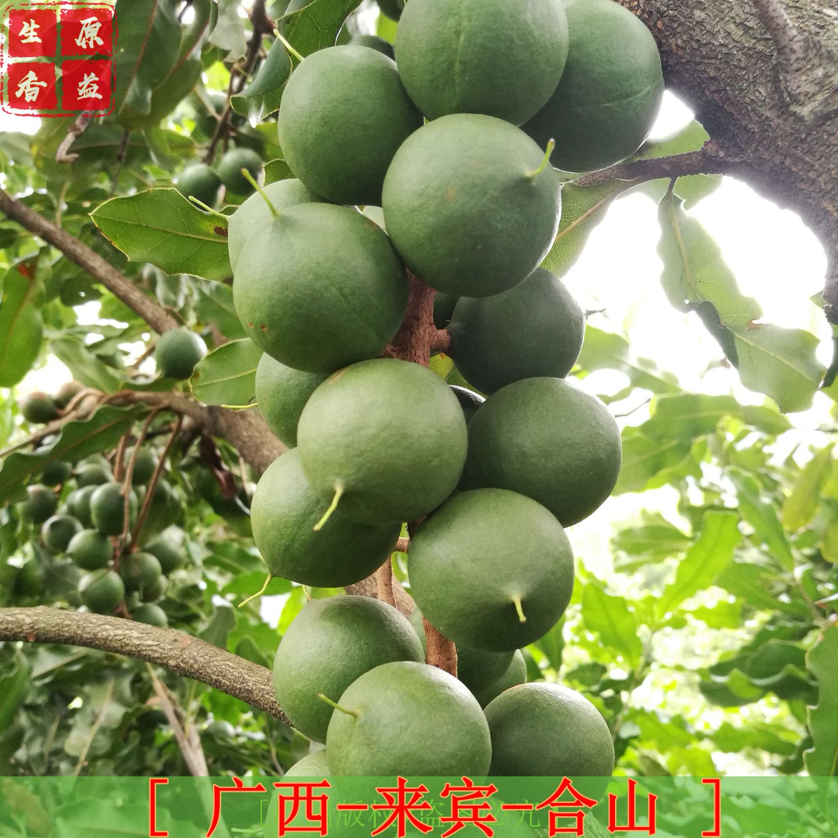  澳洲坚果苗 夏威夷果苗 坚果苗 桂热一号等 基地直供