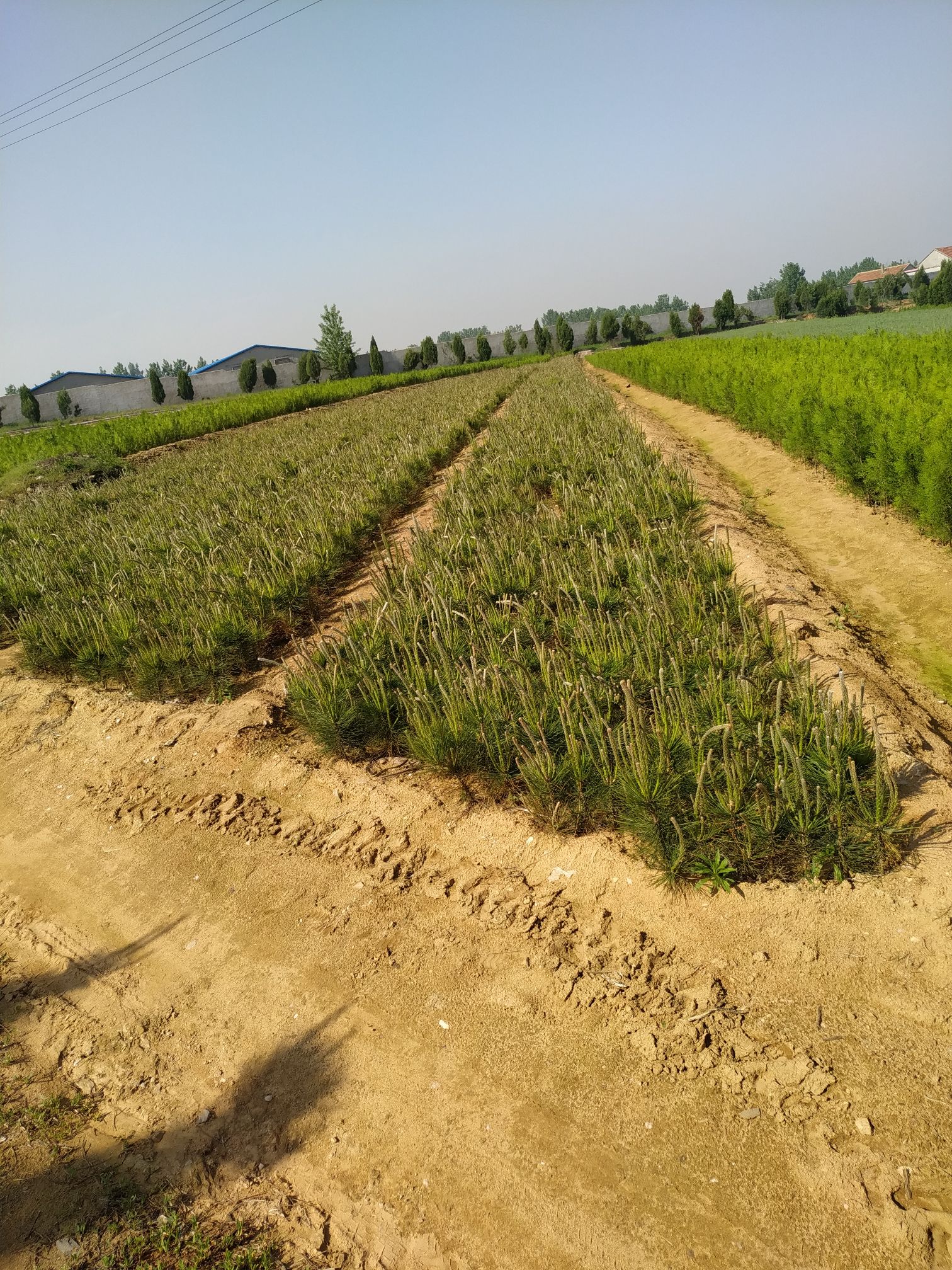 莒南县黑皮油松 黑松