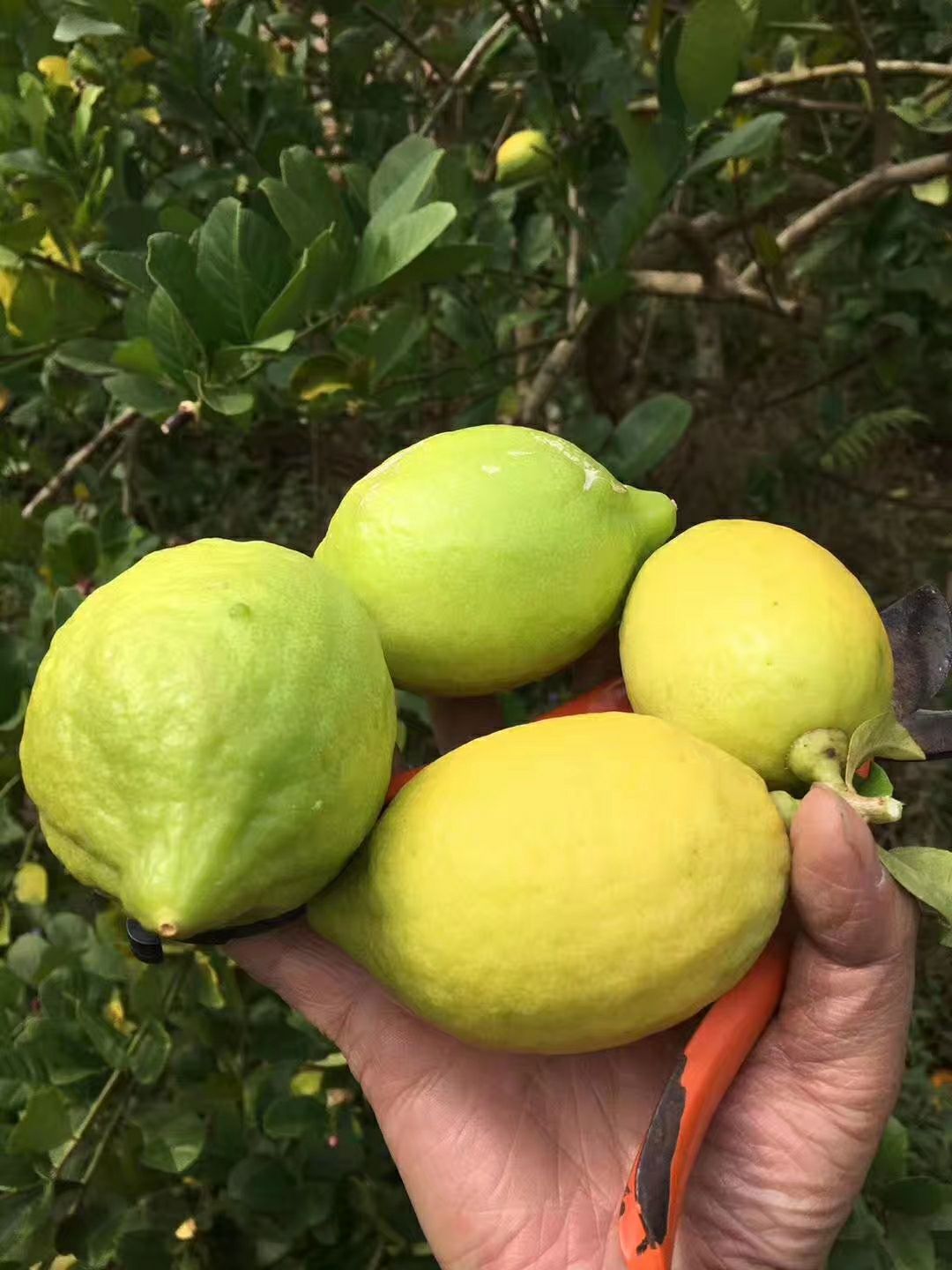 台湾香水柠檬 自产自销台湾香柠,量大从优!