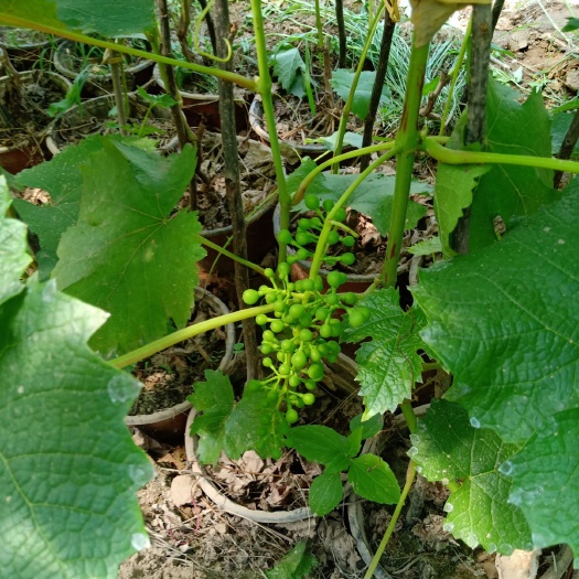 昌黎县 花盆葡萄苗