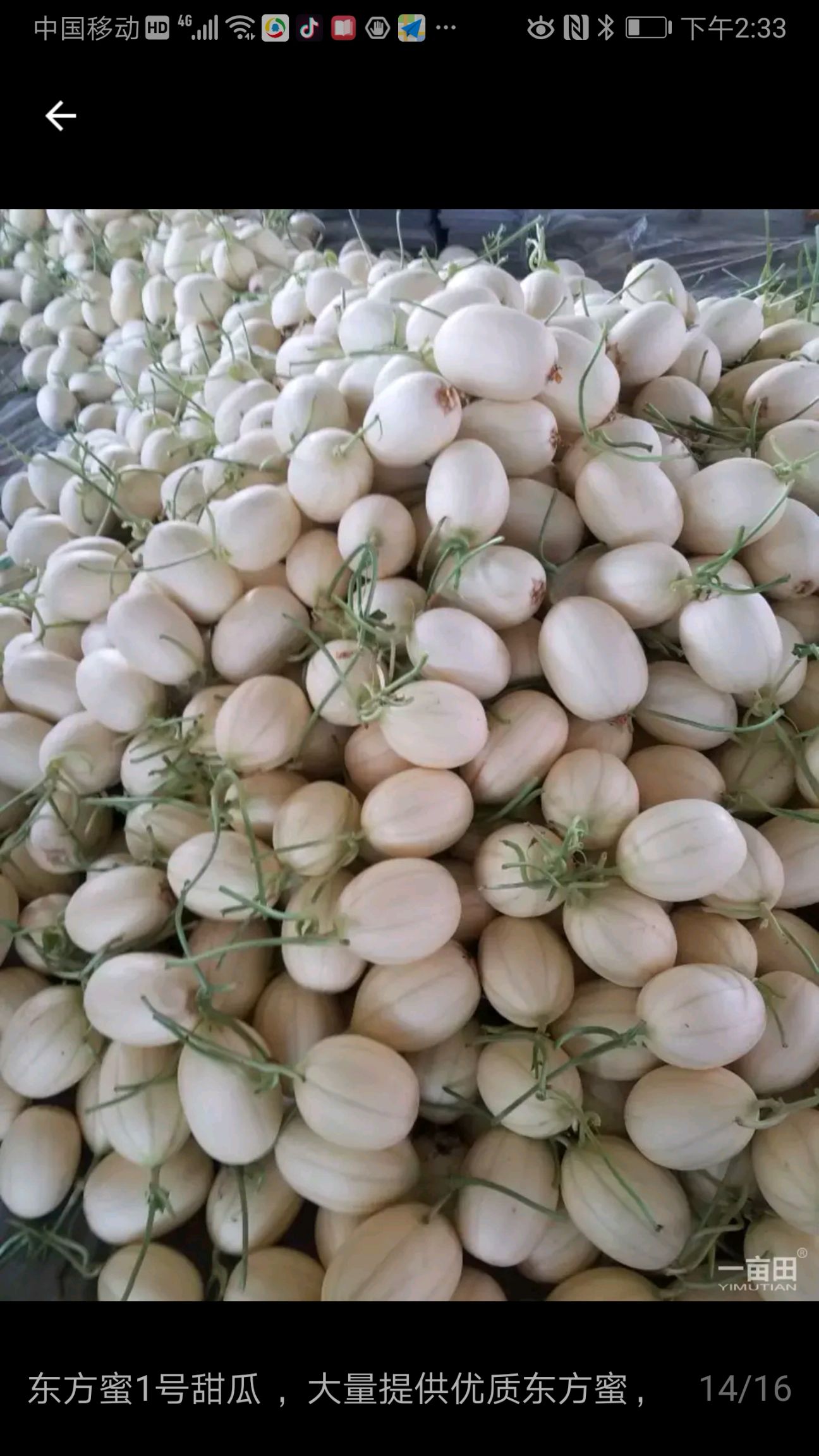  景甜一号甜瓜大量上市