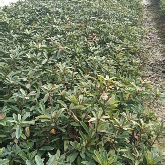 浏阳市西洋杜鹃 0.5米以下