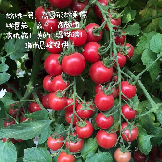 海口樱桃番茄种子  粉红色圆形樱桃番茄，高产抗病，甜度高口感好！商品性强