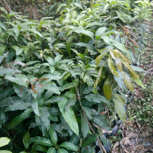 普宁市 金煌芒果苗，嫁接苗
