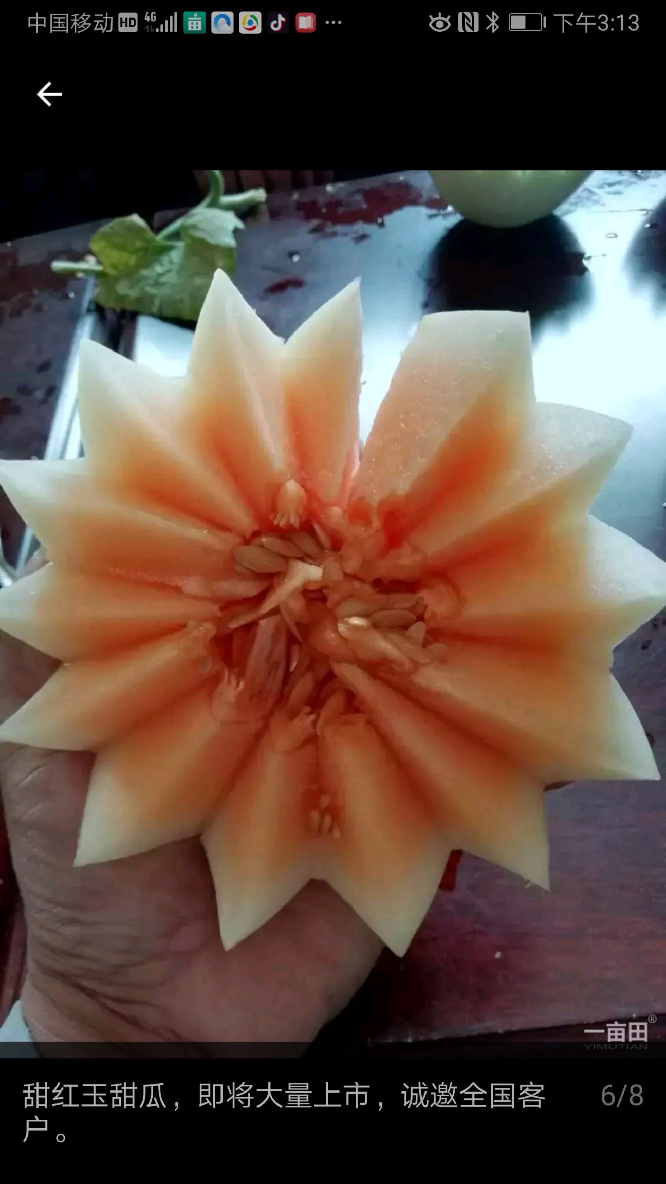  景甜一号甜瓜大量上市