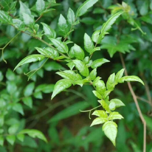 金秀县莓茶   野 生银藤茶也叫霉茶，夏天必备凉茶 下 火