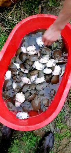 甲鱼苗10克4.5元一只