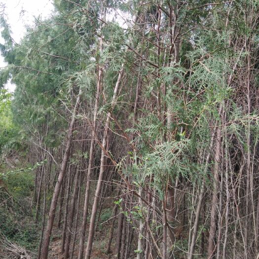 平邑县侧柏苗