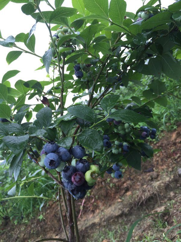 蓝金蓝莓 10 - 12mm以上 鲜果