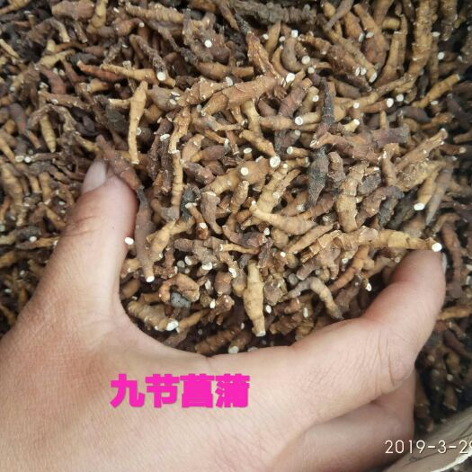安国市 中药材九节菖蒲