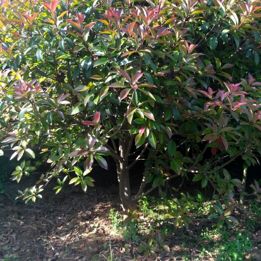 洛阳红叶石楠