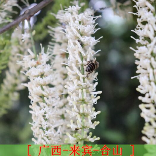 合山市 澳洲坚果苗 夏威夷果苗 坚果苗 桂热一号等 基地直供