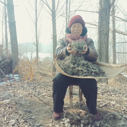 沂源县 苦艾。艾叶。艾草。干艾叶