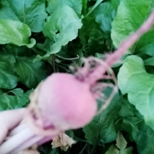 上海芥菜头 俗称条纹