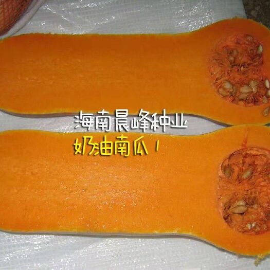 海口奶油南瓜种子 奶油南瓜—长型