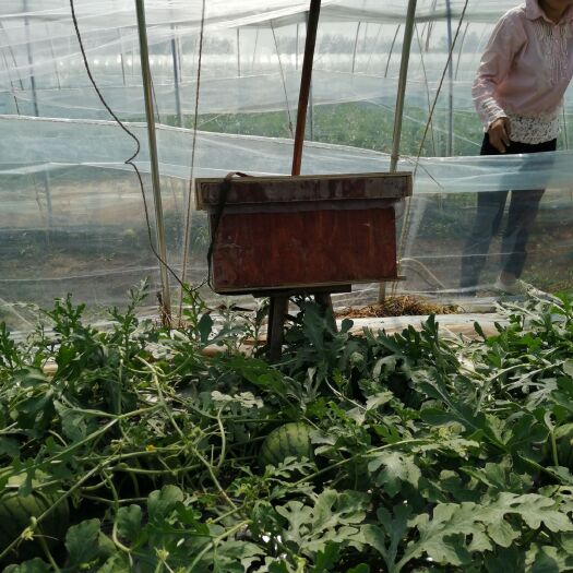 沭阳县特小凤西瓜 3斤打底 8成熟 1茬