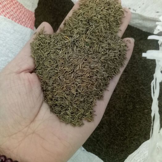 邢台蒲公英种子