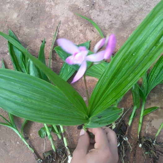 嵩明县紫花白芨苗 驯化大苗