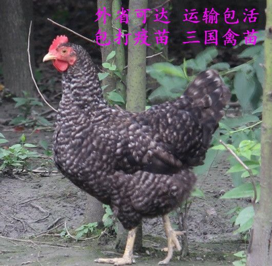 南宁芦花鸡苗 芦花鸡公苗，运输包。活，包打疫苗