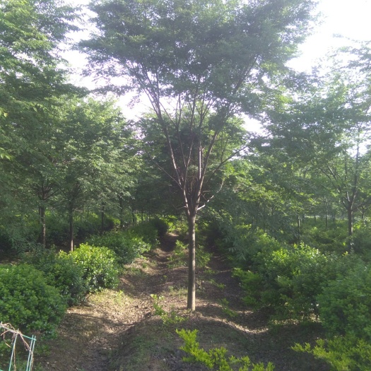 海宁市栾树