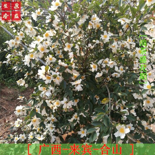 合山市 油茶苗 油茶嫁接苗 基地直供