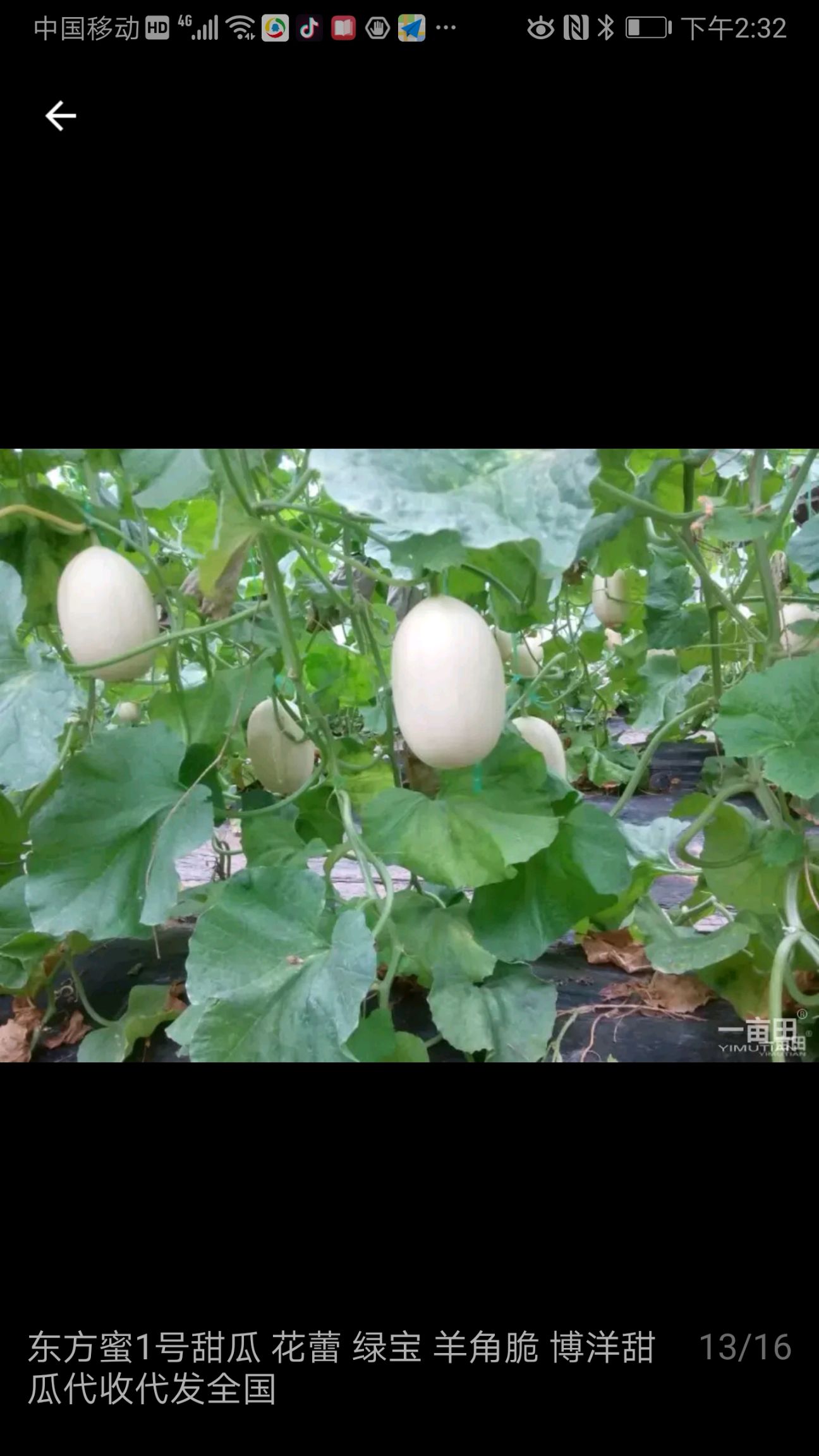  景甜一号甜瓜大量上市