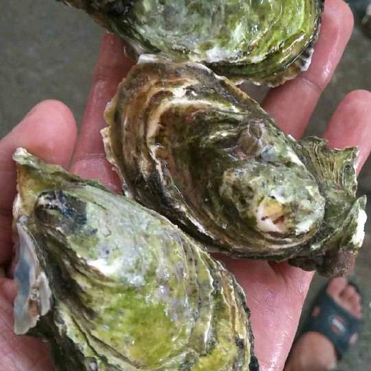 漳浦县海湾扇贝 批发生蚝