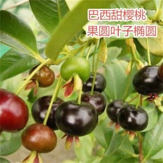 灵山县巴西樱桃苗 带盆发货