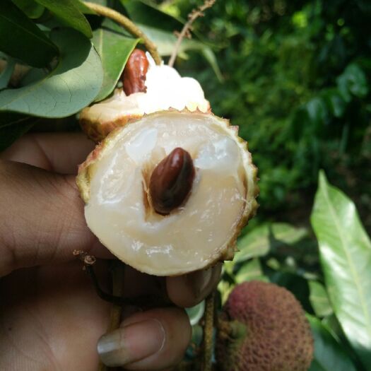 灵山县 妃子笑荔枝苗
